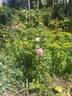 Madame Pierre Oger rose photo