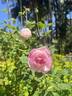 Madame Pierre Oger rose photo