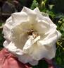 Gloire Lyonnaise rose photo