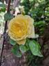 Anny Duperey ® rose photo