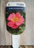 Marmalade Dream rose photo