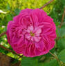 Baronne Prévost rose photo
