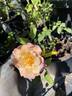 Connie's Sandstorm rose photo