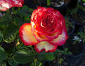 High Society® rose photo