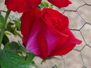 Liberty Bell ™ rose photo