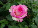 Lynn Anderson rose photo