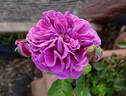 Magenta rose photo