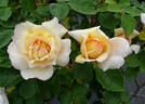 Mainz rose photo