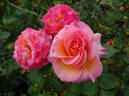 Mardi Gras ™ rose photo