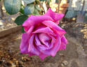 Mauve Melodee rose photo