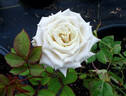 Menta rose photo