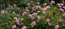 Raubritter rose photo