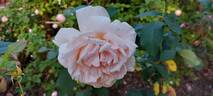 Roberto Capucci ® rose photo
