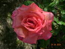 Chicago Peace rose photo
