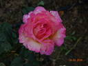 Chicago Peace rose photo