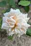 Bouquet d'Or rose photo