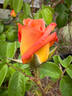 O.M. rose photo