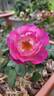 Dusky Moon rose photo