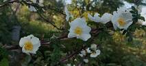 R. sericea pteracantha rose photo