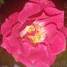 New Orleans rose photo