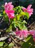 Rose-Marie Viaud rose photo