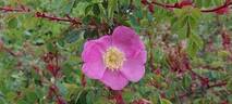 R. sweginzowii rose photo