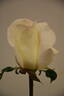 Honor rose photo