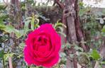 Pink Cloud rose photo