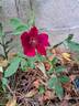Strandperle rose photo