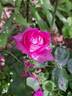 Claire Marshall rose photo