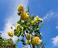 Isabelle Joerger rose photo