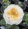Amber Cream rose photo