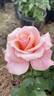Patagonia Girl rose photo