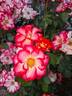 Betty Boop ™ rose photo