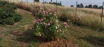 Madame Pierre Oger rose photo