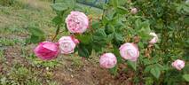 Madame Pierre Oger rose photo