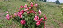 Maestro ® rose photo