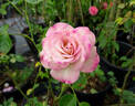 Rainforest rose photo