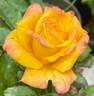 Good Day Sunshine ™ rose photo
