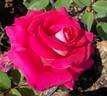 Picture Perfect rose photo