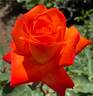Clos Fleuri d'Or rose photo