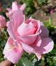 Poetry rose photo