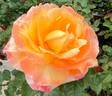 Maui Sunrise rose photo
