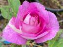 Lavender Crush ™ rose photo