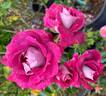 Let's Celebrate rose photo