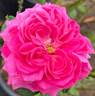 Baronne Prévost rose photo