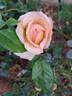 Anahe ® rose photo