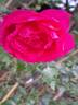 Pink Cloud rose photo