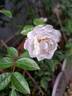 Yvonne Rabier rose photo
