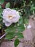 Yvonne Rabier rose photo